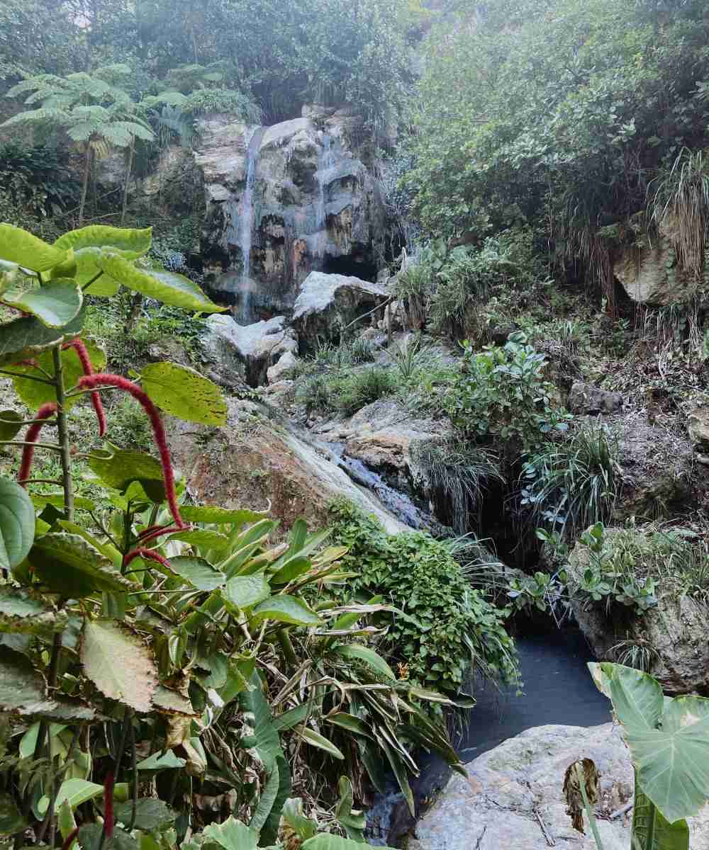 The fauna at Sapphire Falls & Jungle Spa a beautiful waterfall in Saint Lucia