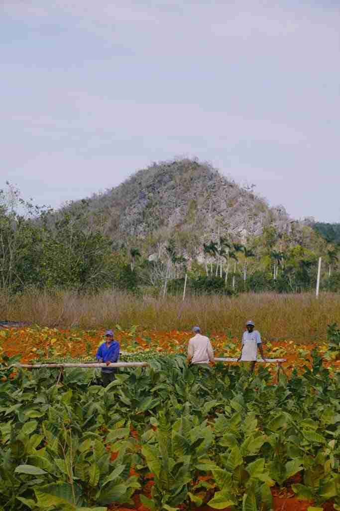 tobacco fields in vinales places to stay in cuba