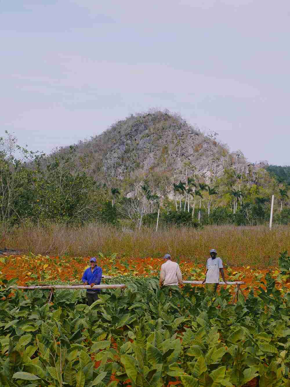 travel to cuba cigar plantation