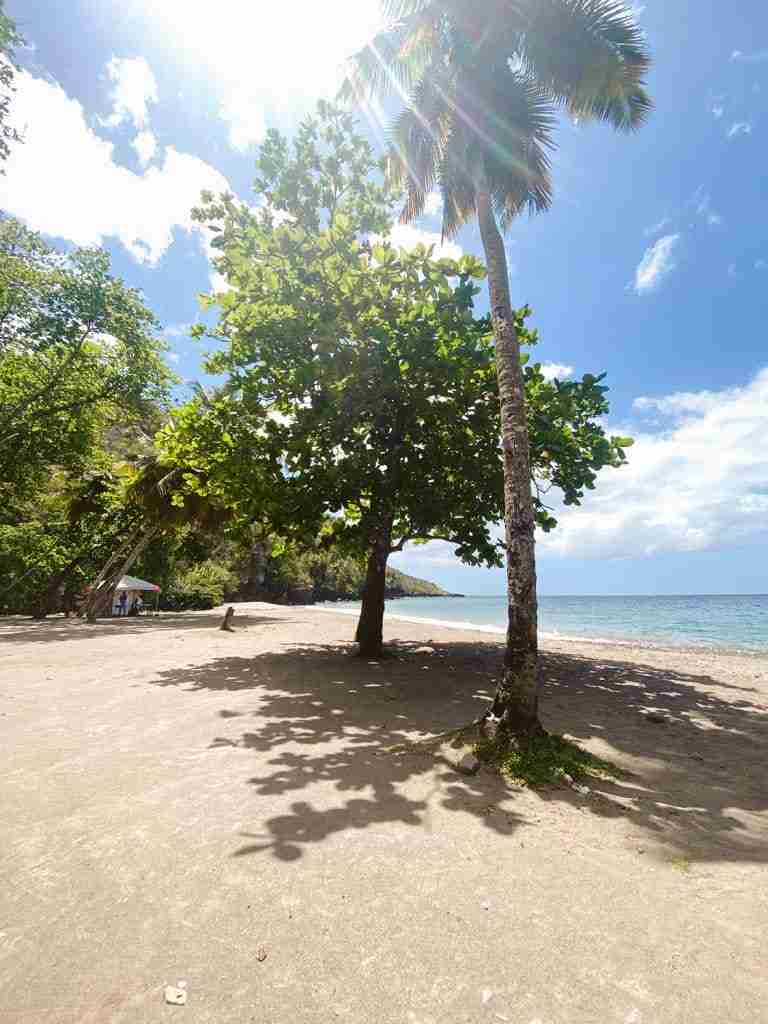 two palm trees on an empty anse galet beach in st lucia