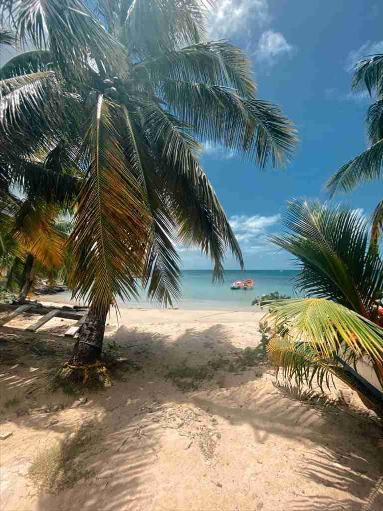 palm tree and boat on choc bay in st lucia the perfect scene among the beaches of st lucia