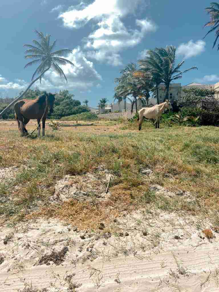 horse riding cas en bas saint lucia beaches