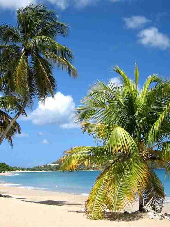 white sand and palm trees at vigie beach st lucia