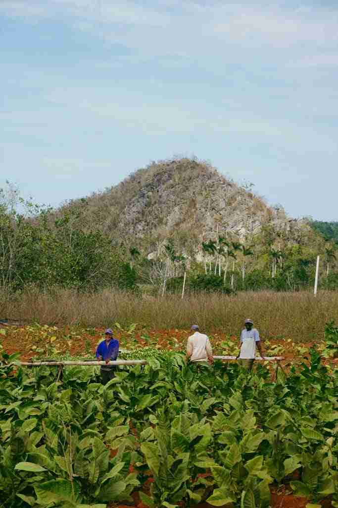 coffee plantation best things to do in vinales cuba