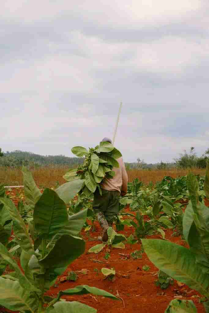 walking tour in vinales best things to do in vinales cuba