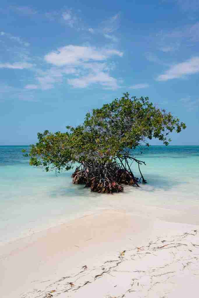cayo jutias best things to do in vinales cuba