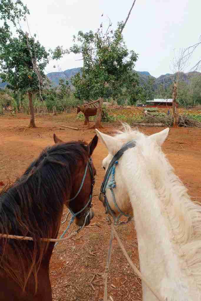 horse back riding tour best things to do in vinales cuba