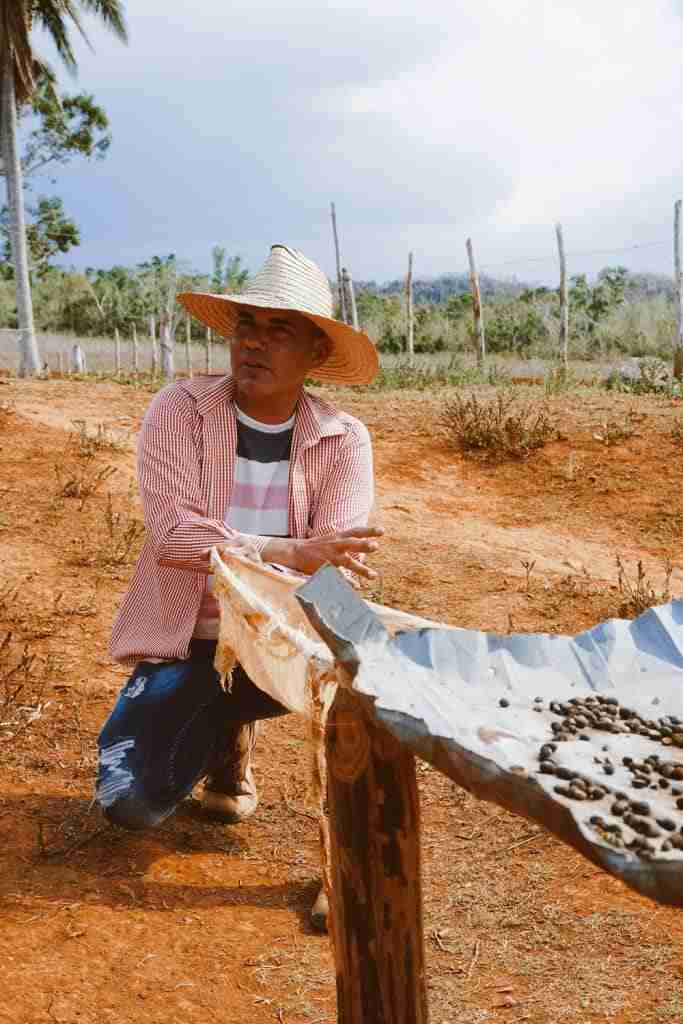 coffee plantation best things to do in vinales cuba