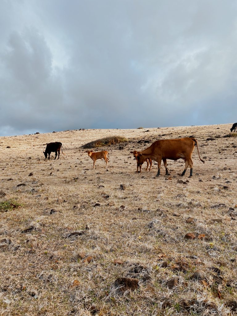 cows on rugged east coast st lucia on atv adventure