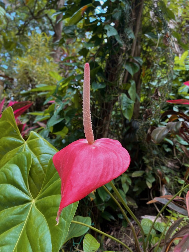pink flower in st lucia rainforest on best excursions in st lucia