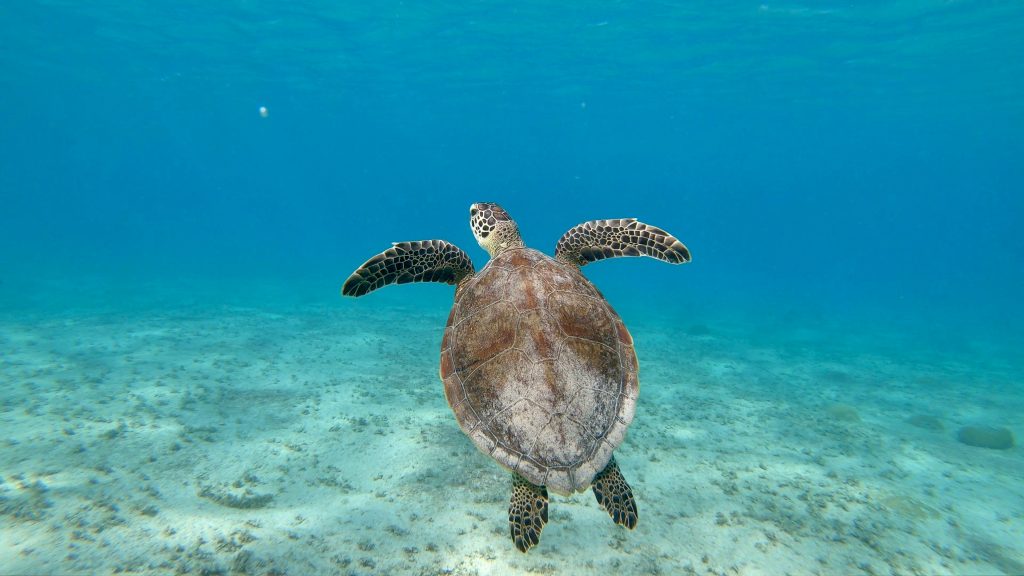 turtle st lucia diving excursion